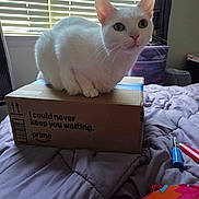 Snowwhite is registered to the contest to win money with this photo: cat, white_cat, box, amazon_prime_box, bed, comforter, window_blinds, indoor, pet, animal, curious, looking, purple, lighters, bedroom, furniture, sunlight, domestic, cute, resting