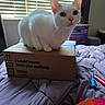 cat, white_cat, box, amazon_prime_box, bed, comforter, window_blinds, indoor, pet, animal, curious, looking, purple, lighters, bedroom, furniture, sunlight, domestic, cute, resting