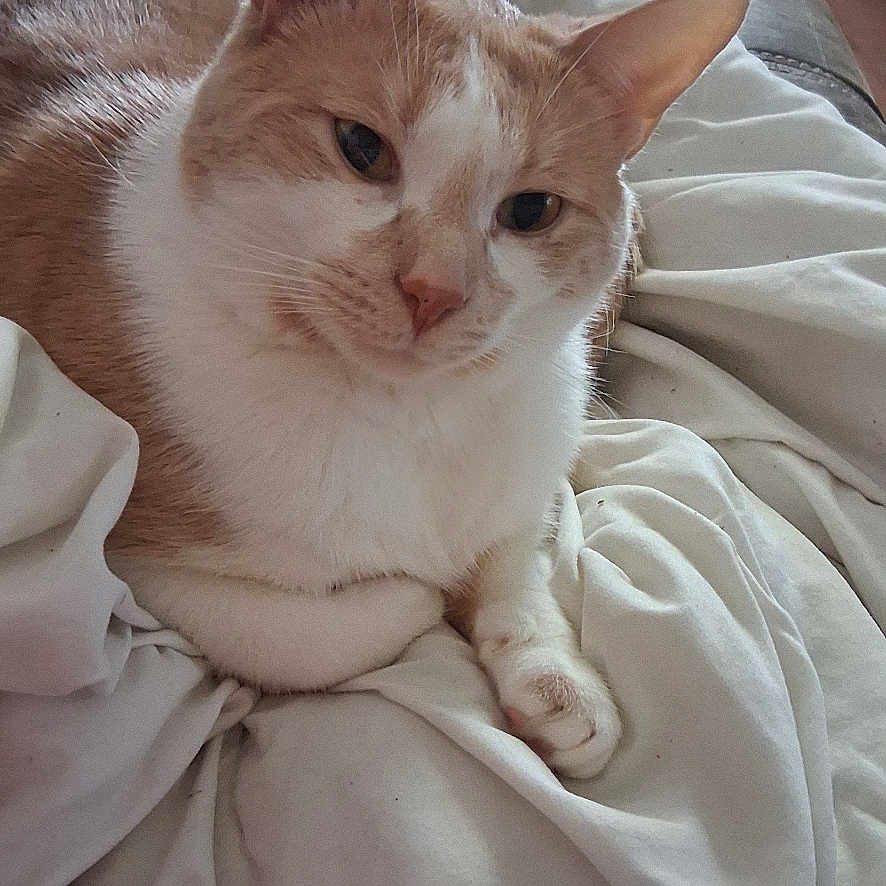 Simba