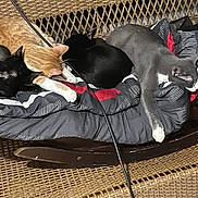 Mr.lova Lova joined the competition — help win amazing prizes! cat, sleeping, feline, orange_cat, black_cat, gray_cat, wicker_chair, blanket, cushion, indoor, resting, pet, animal, cozy, fur, relaxing, group, home, nap, wire