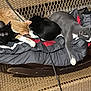 cat, sleeping, feline, orange_cat, black_cat, gray_cat, wicker_chair, blanket, cushion, indoor, resting, pet, animal, cozy, fur, relaxing, group, home, nap, wire