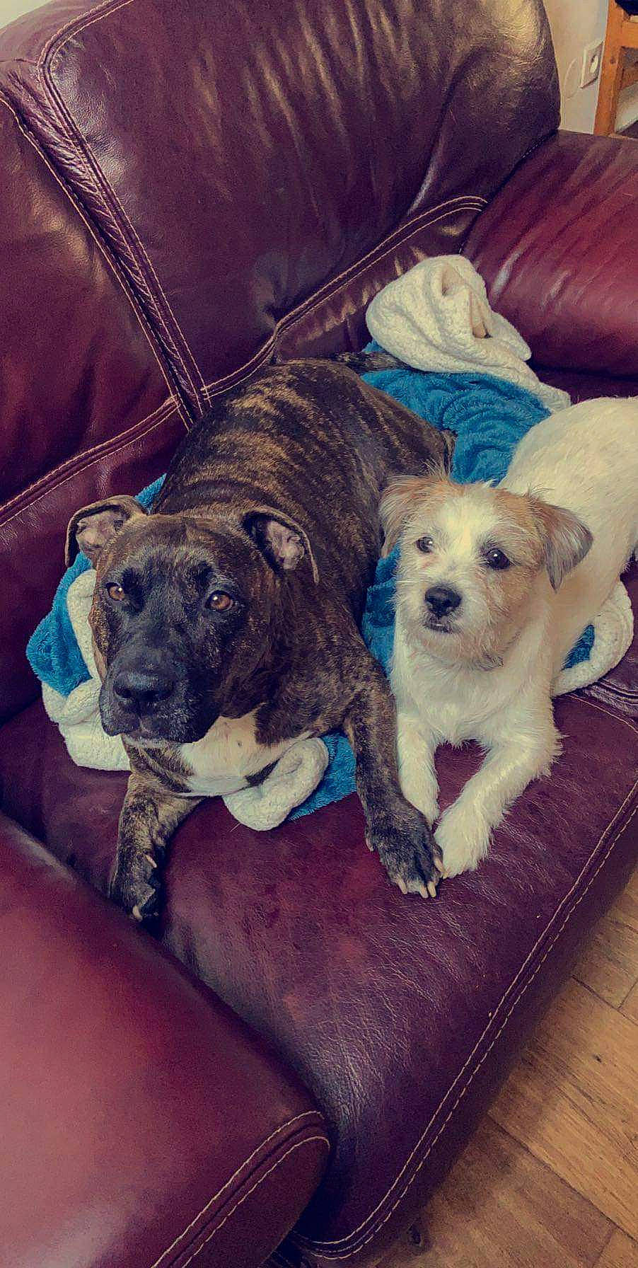 Nayla participe au concours pour gagner de l'argent avec cette photo : american_pit_bull_terrier, border_terrier, canidae, carnivore, companion_dog, dog, dog_breed, fawn, mammal, non_sporting_group, pit_bull, puppy, puppy_love