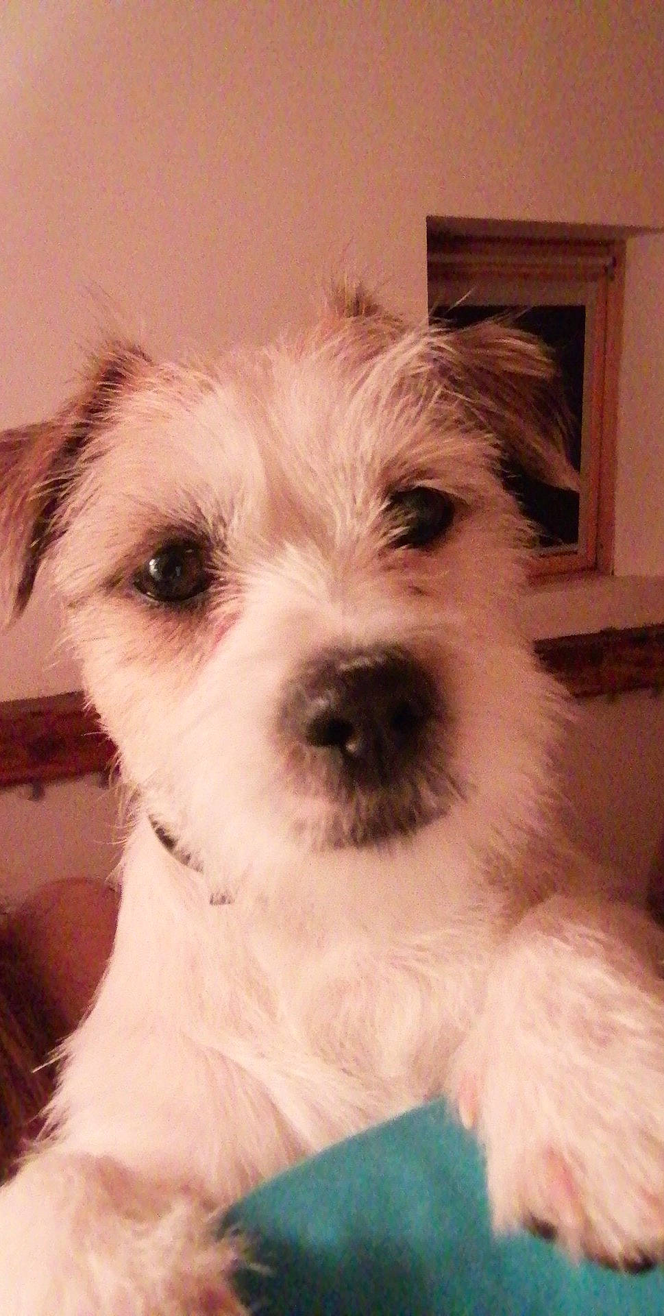 Nayla a rejoint le concours — aidez-le/la à gagner de superbes lots ! canidae, carnivore, companion_dog, dog, dog_breed, ear, kyi_leo, maltepoo, mammal, morkie, puppy, rare_breed_dog, schnoodle, shih_tzu, small_terrier, snout, sporting_lucas_terrier, terrier, vertebrate, west_highland_white_terrier