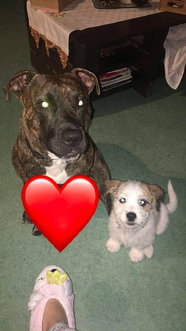 Nayla a rejoint le concours — aidez-le/la à gagner de superbes lots ! american_pit_bull_terrier, canidae, carnivore, companion_dog, dog, dog_breed, mammal, non_sporting_group, pit_bull, puppy, rare_breed_dog, snout, vertebrate