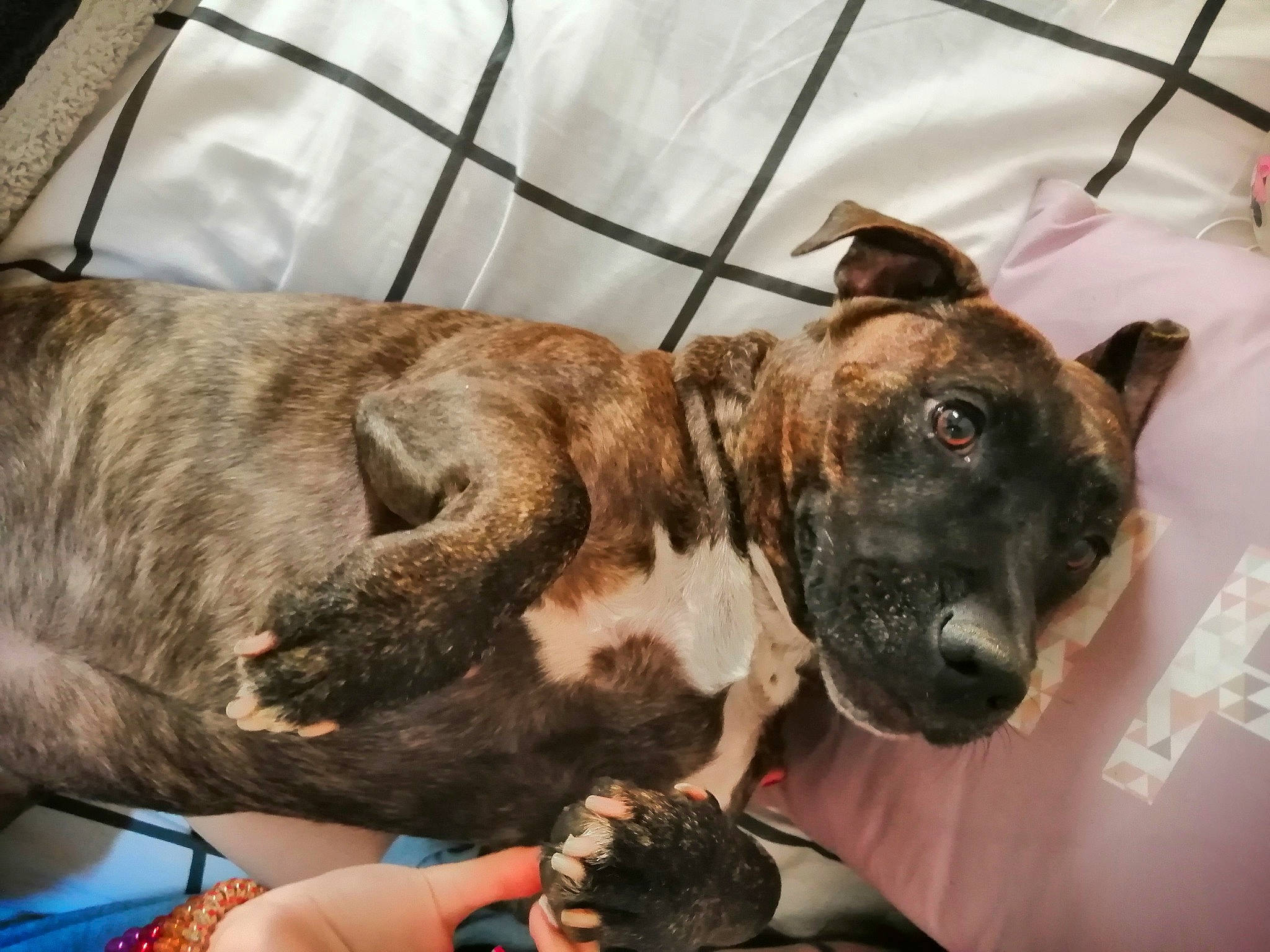 Lucky participe au concours pour gagner de l'argent avec cette photo : alaunt, american_pit_bull_terrier, american_staffordshire_terrier, canidae, carnivore, cimarron_uruguayo, dog, dog_breed, dog_collar, ear, fawn, mammal, non_sporting_group, perro_de_presa_canario, pit_bull, snout, staffordshire_bull_terrier