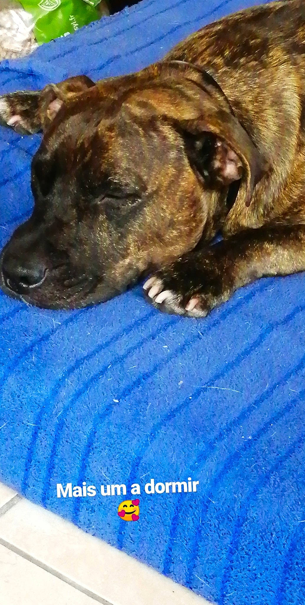 Lucky a rejoint le concours — aidez-le/la à gagner de superbes lots ! alaunt, american_pit_bull_terrier, american_staffordshire_terrier, canidae, carnivore, cimarron_uruguayo, dog, dog_breed, fawn, mammal, mountain_cur, non_sporting_group, snout, sporting_group, staffordshire_bull_terrier, treeing_tennessee_brindle, vertebrate