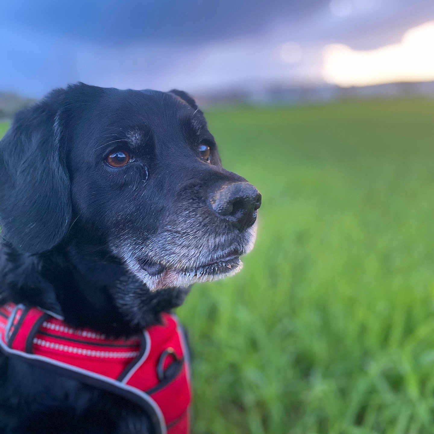 Myrtille a rejoint le concours — aidez-le/la à gagner de superbes lots ! animal, canine, clothing, coat, cockerspaniel, dog, field, grass, grassland, hound, jacket, labradorretriever, lawn, nature, outdoors, pet, plant, pointer, puppy, sky