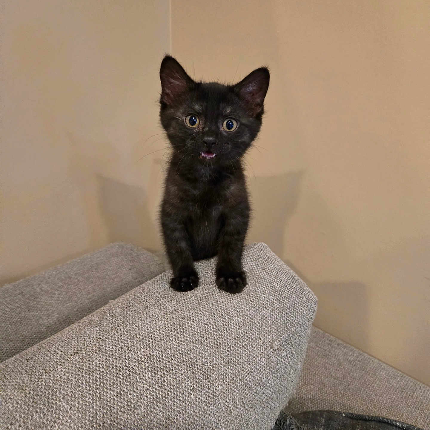 Willow joined the competition — help win amazing prizes! animal, beige, black_cat, couch, curious, cute, ears, furniture, gray, indoor, kitten, looking, paws, pet, shadow, small, texture, wall, whiskers, young_cat