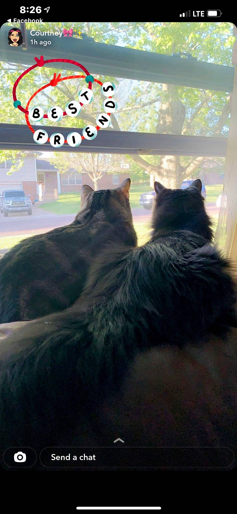 Binx is registered to the contest to win money with this photo: black_cat, carnivore, cat, comfort, felidae, fur, grey, mammal, plant, small_to_medium_sized_cats, snout, tail, tints_and_shades, tire, tree, vertebrate, wheel, whiskers, window, wood