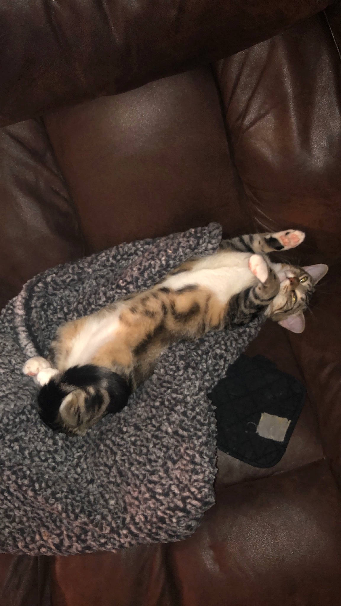 Sesame is registered to the contest to win money with this photo: canidae, carnivore, cat, cat_bed, comfort, couch, domestic_short_haired_cat, fawn, felidae, fur, human_leg, nap, paw, room, small_to_medium_sized_cats, tail, terrestrial_animal, thigh, whiskers, wood