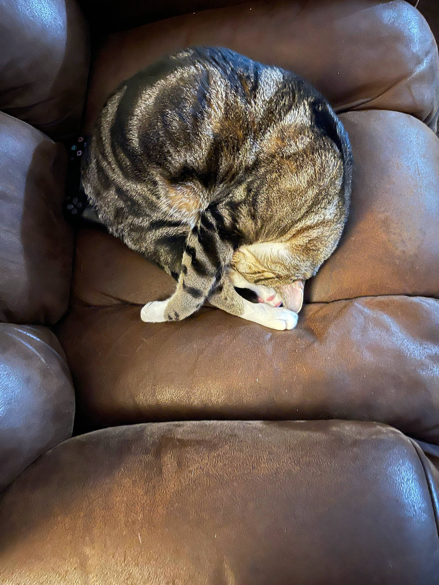 Sesame joined the competition — help win amazing prizes! carnivore, cat, cat_bed, claw, comfort, domestic_short_haired_cat, fawn, felidae, fur, grey, human_leg, linens, small_to_medium_sized_cats, snout, tail, terrestrial_animal, textile, whiskers, wildlife, wood