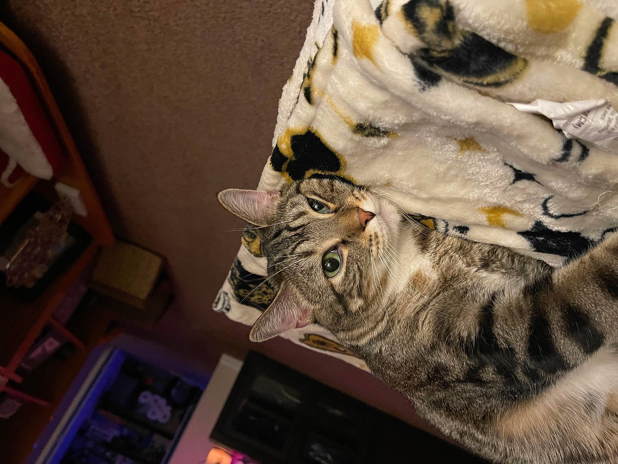 Sesame joined the competition — help win amazing prizes! carnivore, cat, comfort, domestic_short_haired_cat, felidae, fur, grey, pattern, paw, room, small_to_medium_sized_cats, snout, tail, whiskers, wood