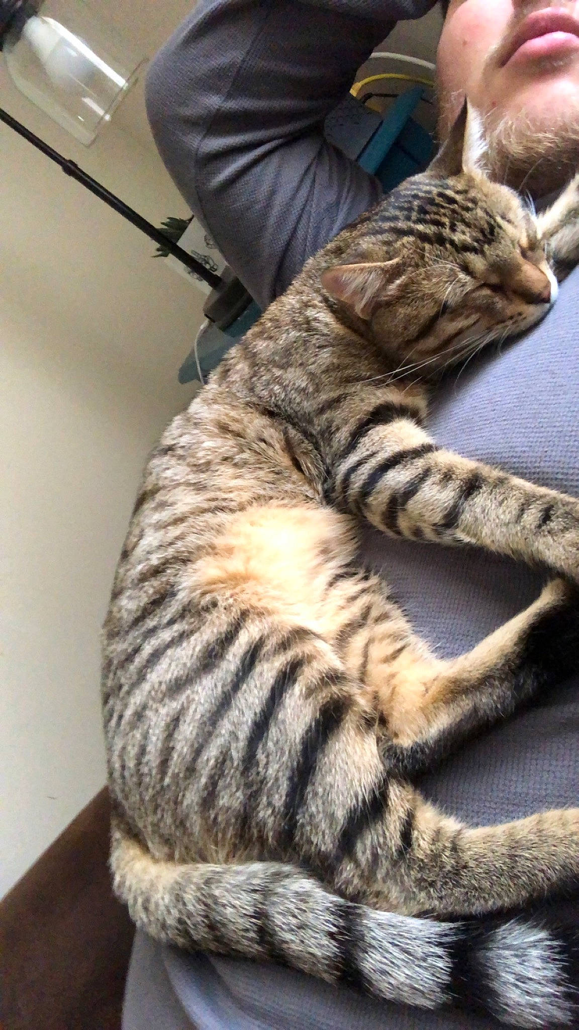 Cashew joined the competition — help win amazing prizes! big_cats, carnivore, cat, claw, comfort, domestic_short_haired_cat, felidae, foot, fur, gesture, human_leg, mammal, military_camouflage, paw, small_to_medium_sized_cats, snout, tail, terrestrial_animal, vertebrate, whiskers