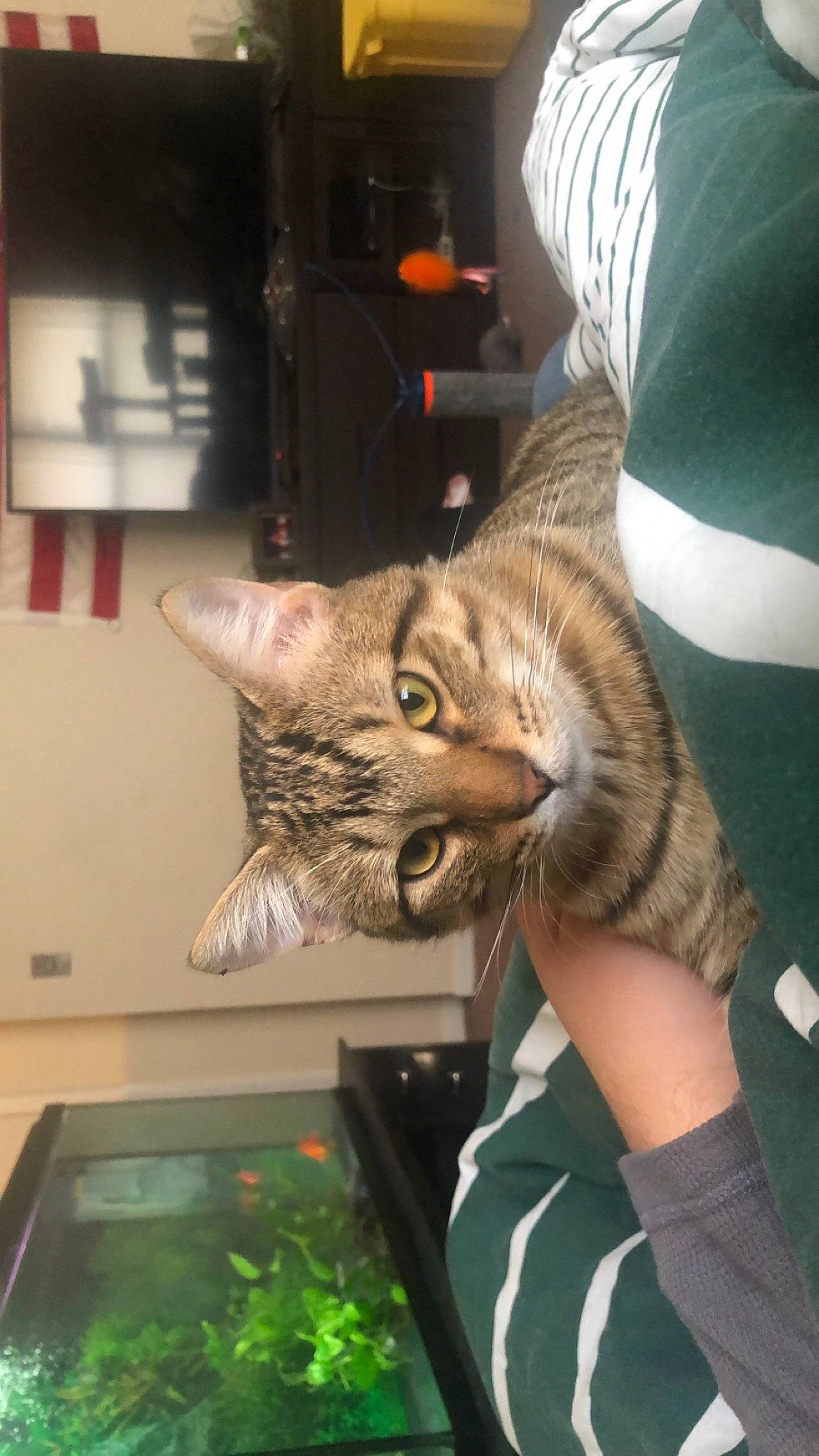 Cashew is registered to the contest to win money with this photo: carnivore, cat, claw, comfort, domestic_short_haired_cat, ear, elbow, fawn, felidae, fur, gesture, plant, sitting, small_to_medium_sized_cats, tail, whiskers, wildlife