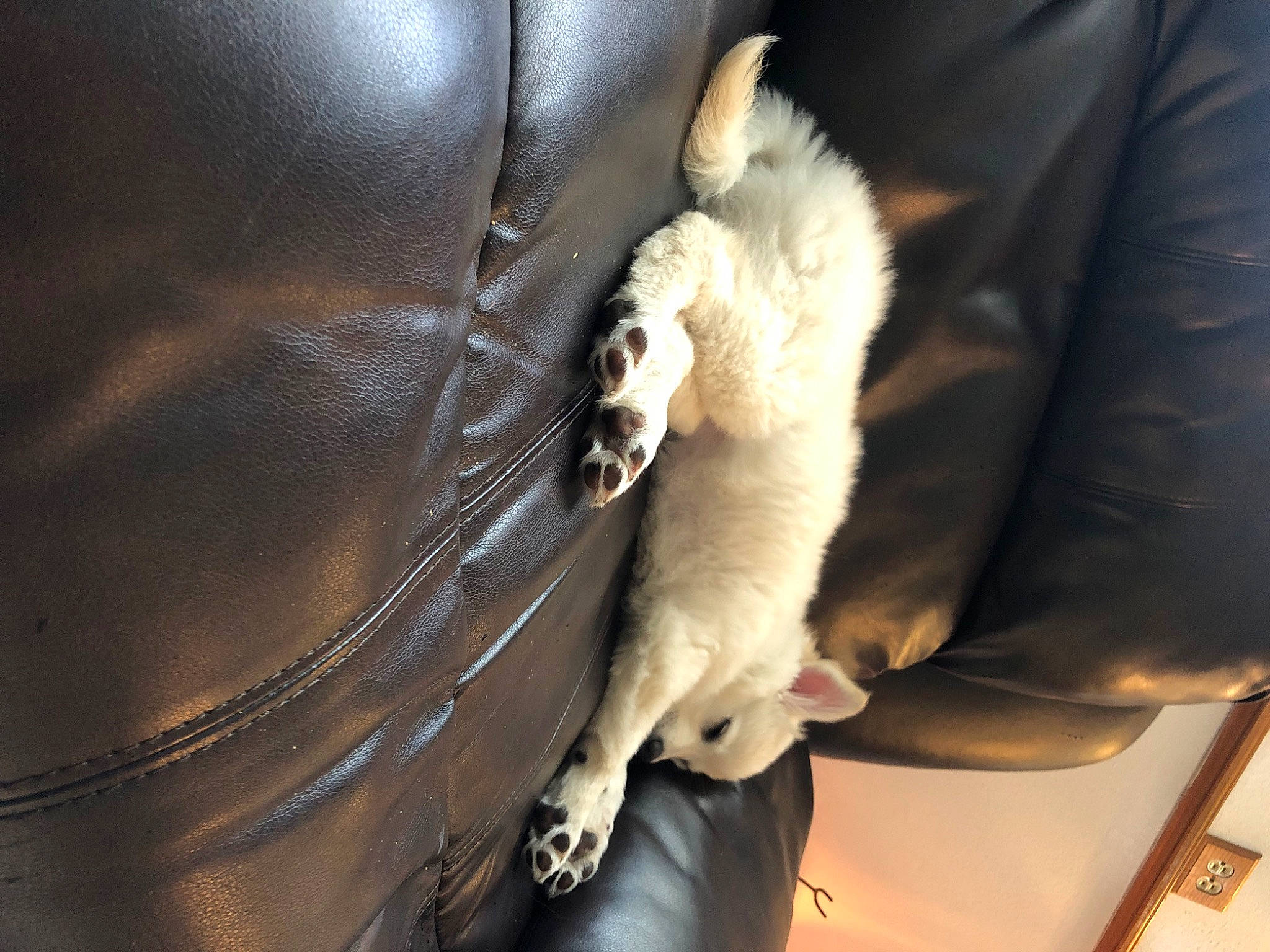 Mochi is registered to the contest to win money with this photo: auto_part, automotive_exterior, canidae, car_seat, carnivore, cat, claw, comfort, companion_dog, dog_breed, felidae, fur, human_leg, small_to_medium_sized_cats, sporting_group, tail, vertebrate, whiskers