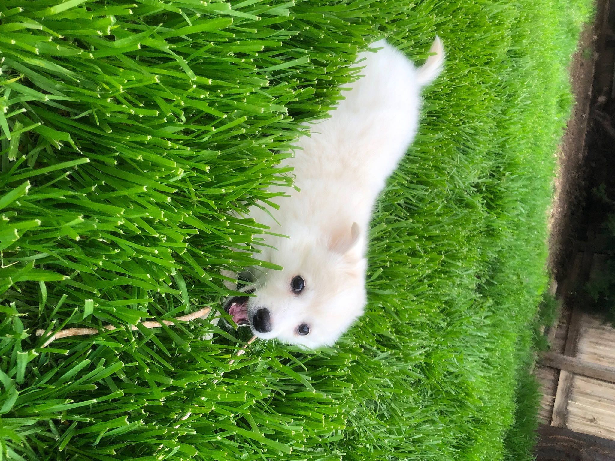Mochi is registered to the contest to win money with this photo: canidae, carnivore, companion_dog, dog, dog_breed, fawn, fur, grass, grass_family, groundcover, pasture, plant, shrub, snout, sporting_group, tail, terrestrial_animal, terrestrial_plant, tree, wildlife