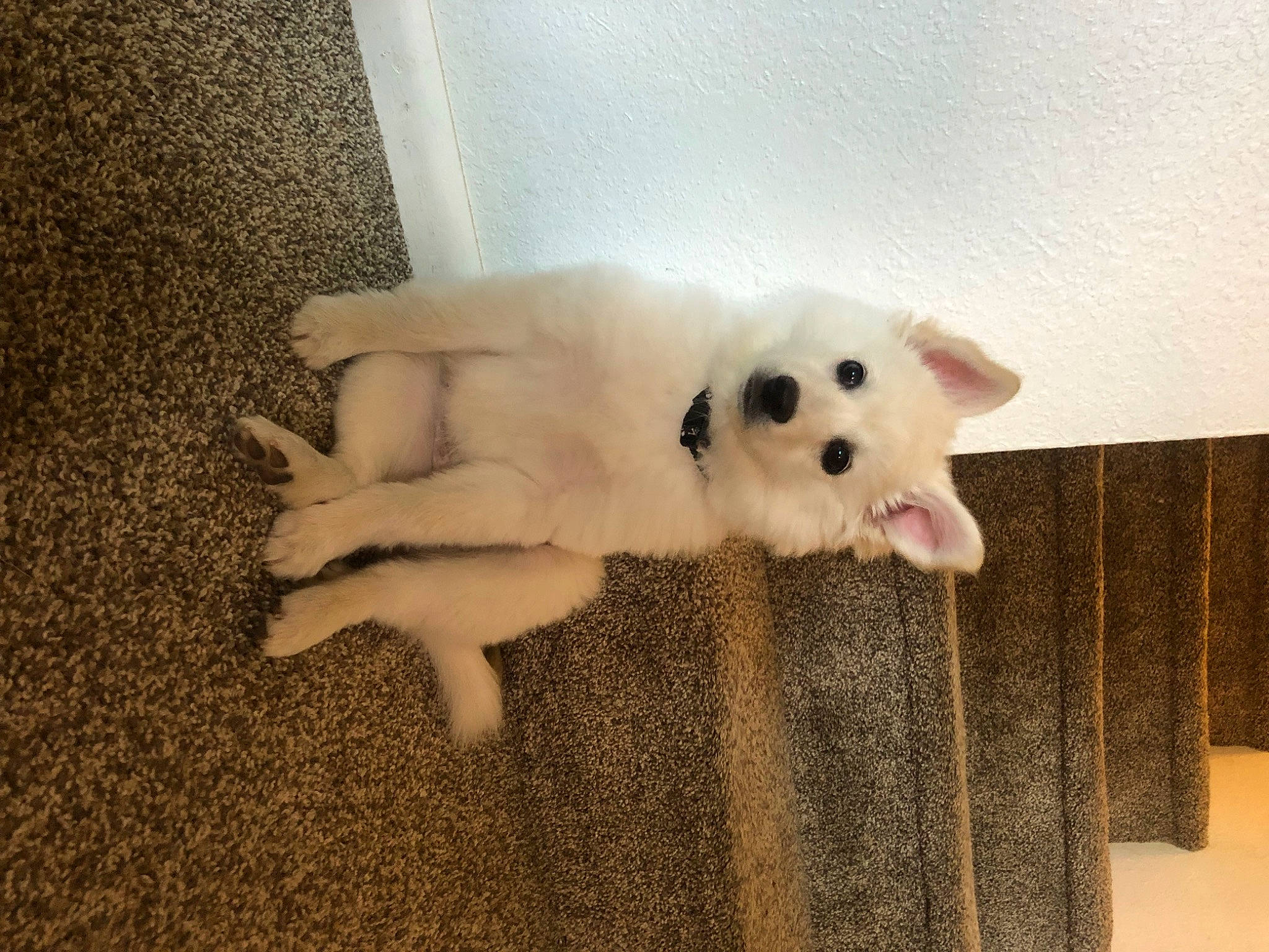 Mochi joined the competition — help win amazing prizes! carnivore, companion_dog, dog, dog_breed, fawn, felidae, flooring, fur, german_spitz, japanese_spitz, paw, samoyed, small_to_medium_sized_cats, spitz, tail, toy_dog, volpino_italiano, whiskers, wood, working_animal