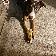 Zeus is registered to the contest to win money with this photo: dog, bone, carpet, indoor, pet, animal, brown_dog, paw, curious, looking_up, shadow, sunlight, domestic, cute, mammal, fur, ears, floor, resting, companion