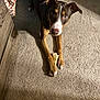 dog, bone, carpet, indoor, pet, animal, brown_dog, paw, curious, looking_up, shadow, sunlight, domestic, cute, mammal, fur, ears, floor, resting, companion