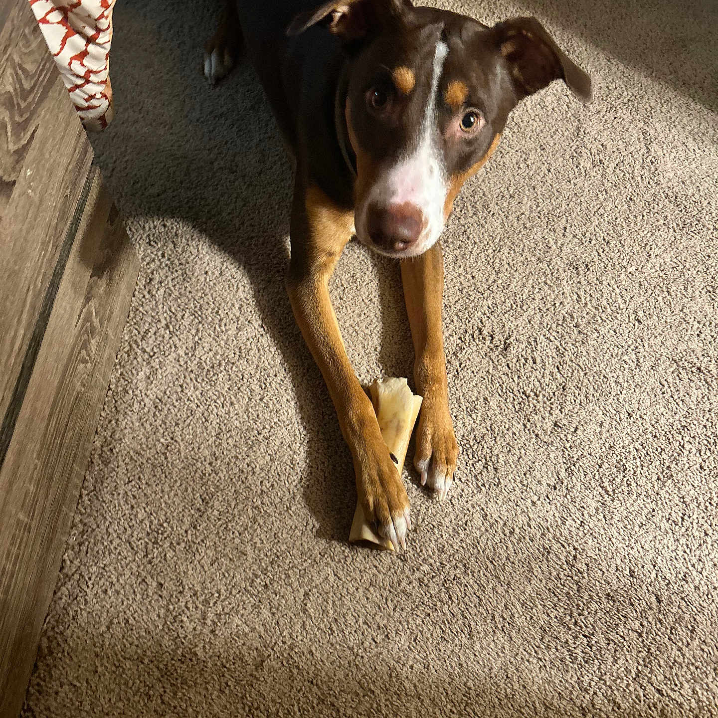 Zeus is registered to the contest to win money with this photo: animal, bone, brown_dog, carpet, companion, curious, cute, dog, domestic, ears, floor, fur, indoor, looking_up, mammal, paw, pet, resting, shadow, sunlight