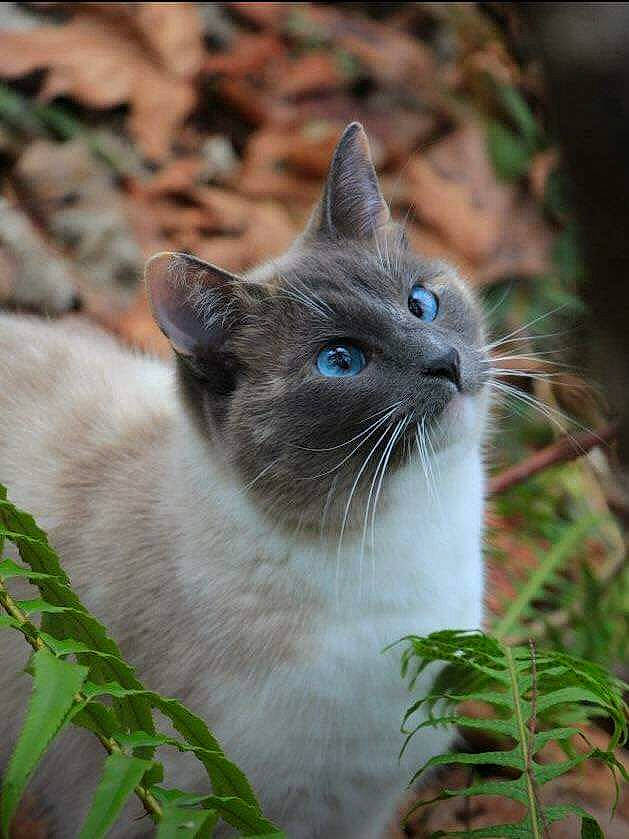 Bleu joined the competition — help win amazing prizes! carnivore, cat, domestic_short_haired_cat, door, eye, fawn, felidae, fur, grass, groundcover, herb, iris, plant, russian_blue, small_to_medium_sized_cats, snout, terrestrial_animal, tree, whiskers, wildlife