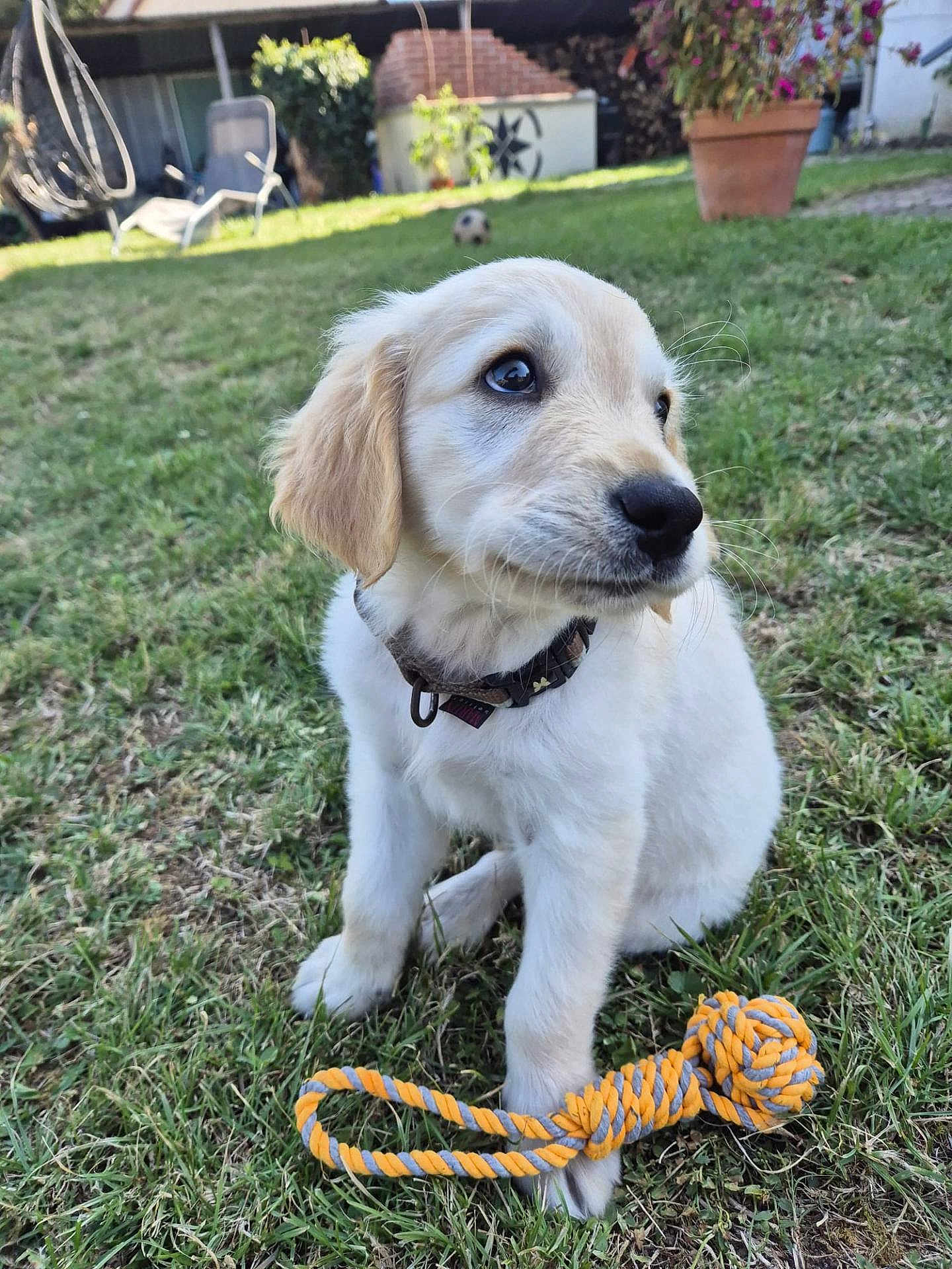 Ayrton