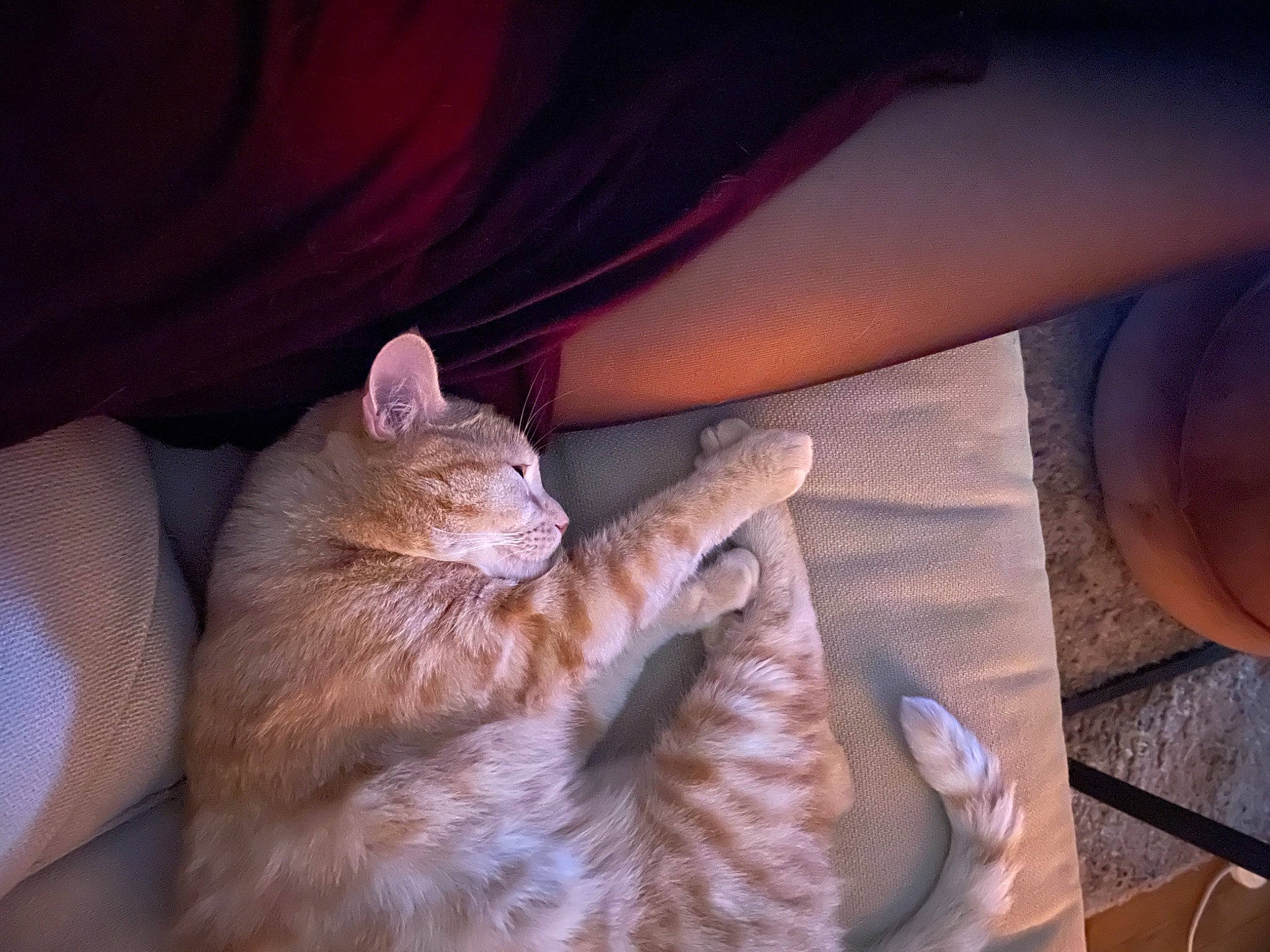 Couscous a rejoint le concours — aidez-le/la à gagner de superbes lots ! carnivore, cat, claw, comfort, domestic_short_haired_cat, fawn, felidae, foot, fur, gesture, human_leg, lap, nail, nap, paw, small_to_medium_sized_cats, snout, tail, whiskers, wood