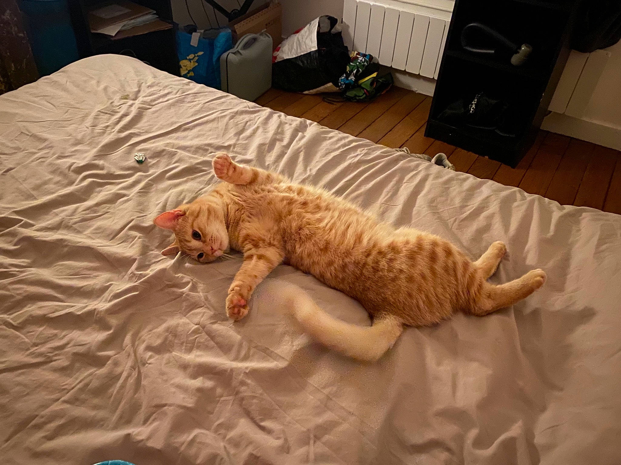 Couscous a rejoint le concours — aidez-le/la à gagner de superbes lots ! bed, canidae, carnivore, cat, comfort, domestic_short_haired_cat, fawn, felidae, flooring, fur, leg, linens, paw, room, small_to_medium_sized_cats, snout, sporting_group, tail, whiskers, wood