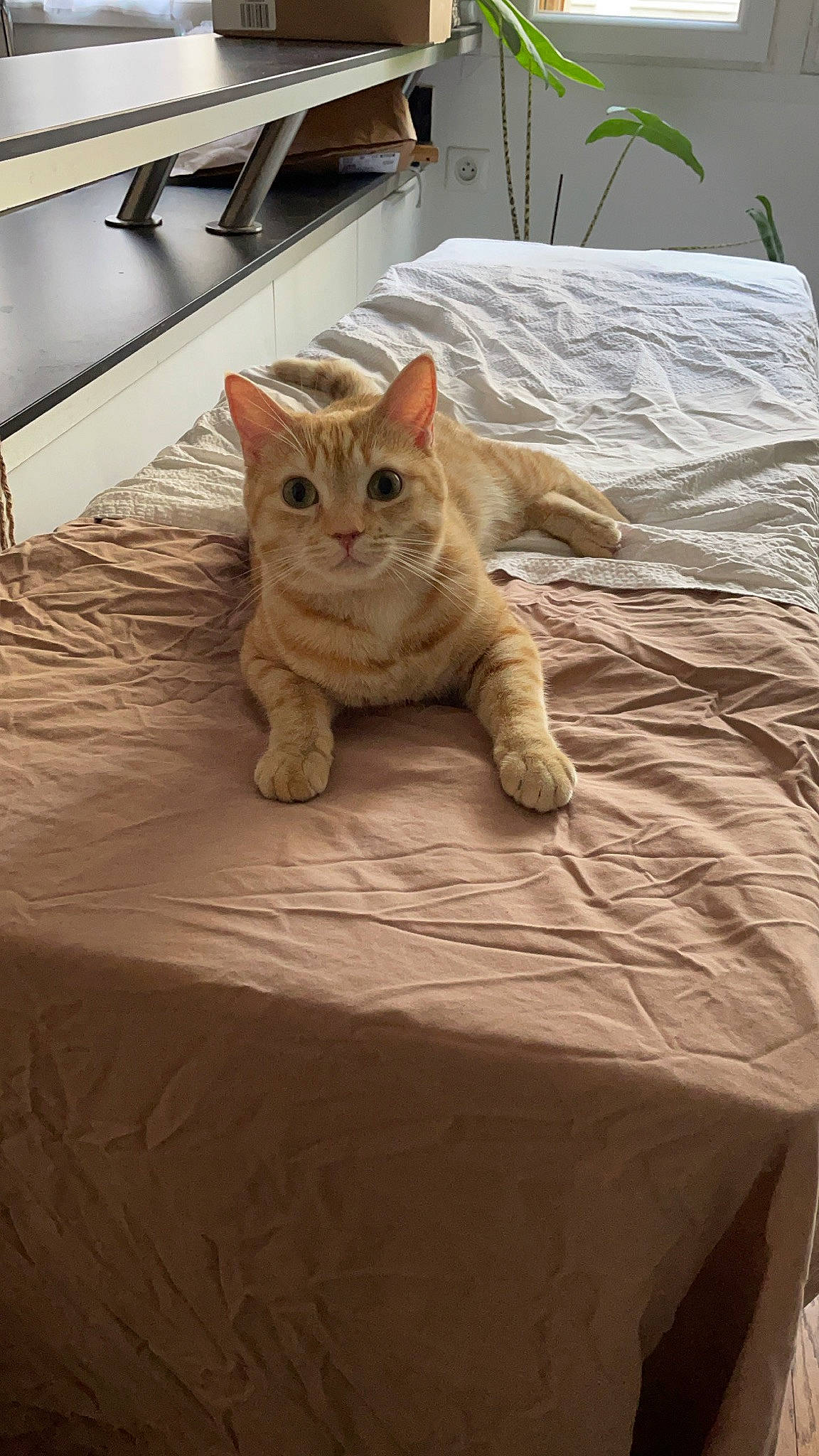 Couscous a rejoint le concours — aidez-le/la à gagner de superbes lots ! bed, bed_sheet, bedding, carnivore, cat, comfort, domestic_short_haired_cat, fawn, felidae, floor, flooring, furniture, hardwood, linens, plant, small_to_medium_sized_cats, tail, textile, whiskers, wood