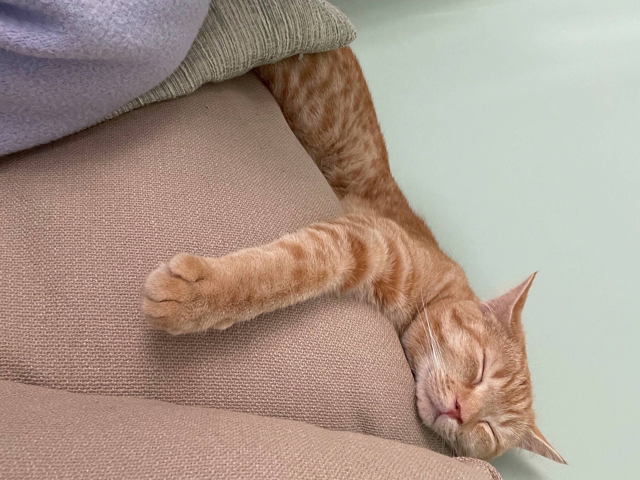 Couscous participe au concours pour gagner de l'argent avec cette photo : carnivore, cat, comfort, domestic_short_haired_cat, fawn, felidae, foot, fur, gesture, hair, human_leg, nail, paw, sleeve, small_to_medium_sized_cats, tail, whiskers, window, wood, wrist