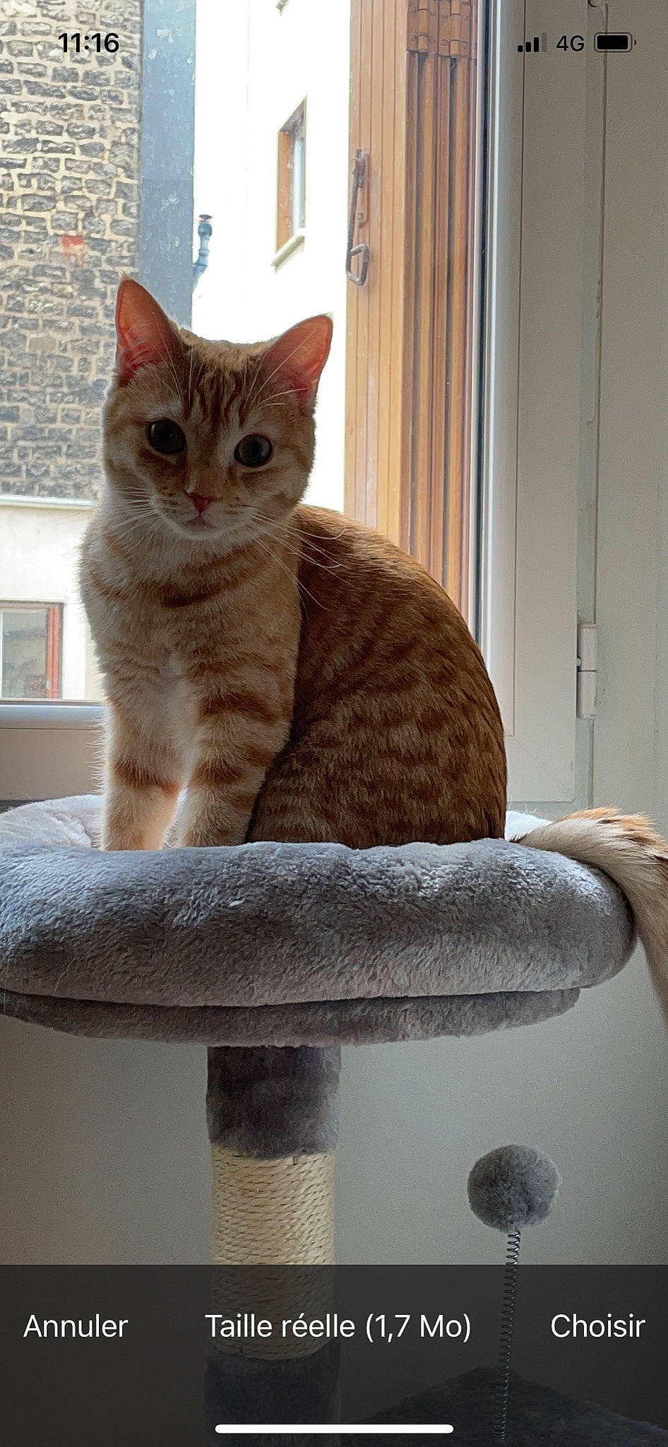 Couscous a rejoint le concours — aidez-le/la à gagner de superbes lots ! carnivore, cat, cat_furniture, cat_supply, comfort, domestic_short_haired_cat, door, fawn, felidae, fur, pet_supply, room, serveware, sitting, small_to_medium_sized_cats, snout, tail, whiskers, window, wood