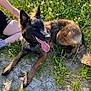 Valka participe au concours pour gagner de l'argent avec cette photo : dog, german_shepherd, outdoor, grass, wildflowers, sunlight, tongue_out, happy, pet, animal, nature, person, legs, playing, summer, resting, canine, field, brown, black