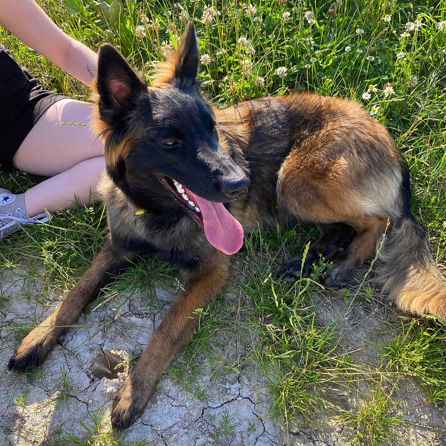 Valka participe au concours pour gagner de l'argent avec cette photo : animal, black, brown, canine, dog, field, german_shepherd, grass, happy, legs, nature, outdoor, person, pet, playing, resting, summer, sunlight, tongue_out, wildflowers