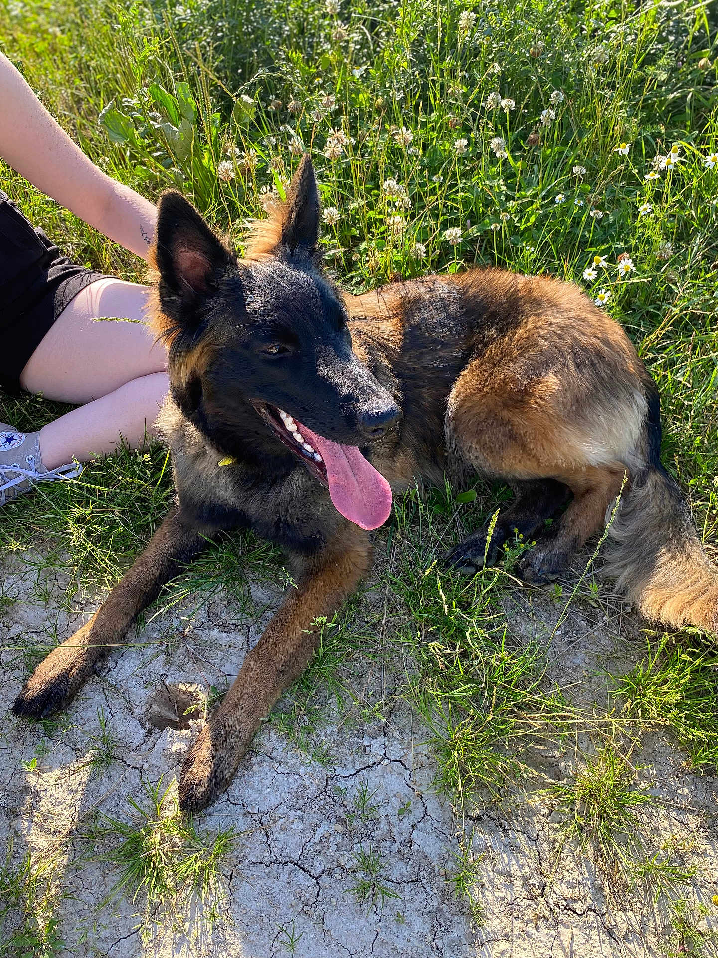 Valka participe au concours pour gagner de l'argent avec cette photo : dog, german_shepherd, outdoor, grass, wildflowers, sunlight, tongue_out, happy, pet, animal, nature, person, legs, playing, summer, resting, canine, field, brown, black