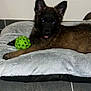 Valka participe au concours pour gagner de l'argent avec cette photo : puppy, dog, pet, toy, green_ball, bed, floor, indoors, ears, fur, playful, tongue_out, resting, cute, animal, companion, young_dog, canine, domestic_animal, relaxing