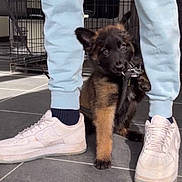 Valka participe au concours pour gagner de l'argent avec cette photo : puppy, dog, leash, person, legs, white_sneakers, light_blue_pants, floor, tile_floor, dog_crate, indoor, pet, cute, playful, young_dog, brown_and_black_fur, paw, snout, ears, curious