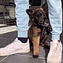 puppy, dog, leash, person, legs, white_sneakers, light_blue_pants, floor, tile_floor, dog_crate, indoor, pet, cute, playful, young_dog, brown_and_black_fur, paw, snout, ears, curious