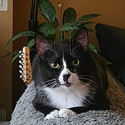 Jonny joined the competition — help win amazing prizes! cat, tuxedo_cat, whiskers, green_eyes, paws, fur, blanket, indoor, plant, guitar_headstock, cozy, portrait, closeup, living_room, sofa, pet, domestic_animal, curious, sitting, relaxed