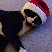 Hugo is registered to the contest to win money with this photo: cat, tuxedo_cat, sleeping, santa_hat, holiday, festive, black_and_white, pet, animal, cozy, lying_down, indoor, cute, fur, whiskers, relaxed, christmas, nap, soft, adorable