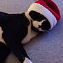 cat, tuxedo_cat, sleeping, santa_hat, holiday, festive, black_and_white, pet, animal, cozy, lying_down, indoor, cute, fur, whiskers, relaxed, christmas, nap, soft, adorable
