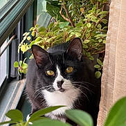 Johnny joined the competition — help win amazing prizes! cat, tuxedo_cat, pet, animal, feline, portrait, window, houseplant, indoor, home, greenery, leaves, succulent, jade_plant, curtain, black_and_white, yellow_eyes, whiskers, sitting, close_up