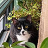 cat, tuxedo_cat, pet, animal, feline, portrait, window, houseplant, indoor, home, greenery, leaves, succulent, jade_plant, curtain, black_and_white, yellow_eyes, whiskers, sitting, close_up