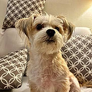 Chloe is registered to the contest to win money with this photo: animal, canine, companion, couch, cute, dog, domestic_animal, fluffy, friendly, fur, furry, indoors, looking_away, patterned_pillow, pet, pillow, relaxed, sitting, small_dog, white_couch