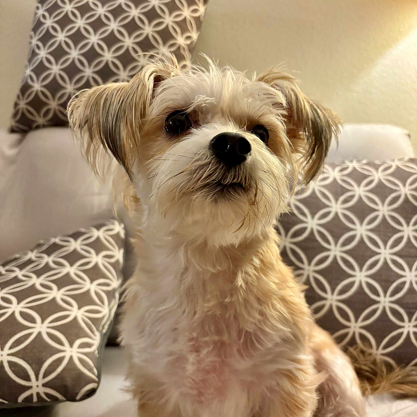 Chloe is registered to the contest to win money with this photo: animal, canine, companion, couch, cute, dog, domestic_animal, fluffy, friendly, fur, furry, indoors, looking_away, patterned_pillow, pet, pillow, relaxed, sitting, small_dog, white_couch