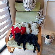 Boubou a rejoint le concours — aidez-le/la à gagner de superbes lots ! black_cat, blinds, bucket, cat, chair, cozy, craft_supplies, cushion, floor, furniture, home, indoor, natural_light, pet, plush_toy, relaxing, strawberry_pillow, tentacle_plush, window, wooden_chair