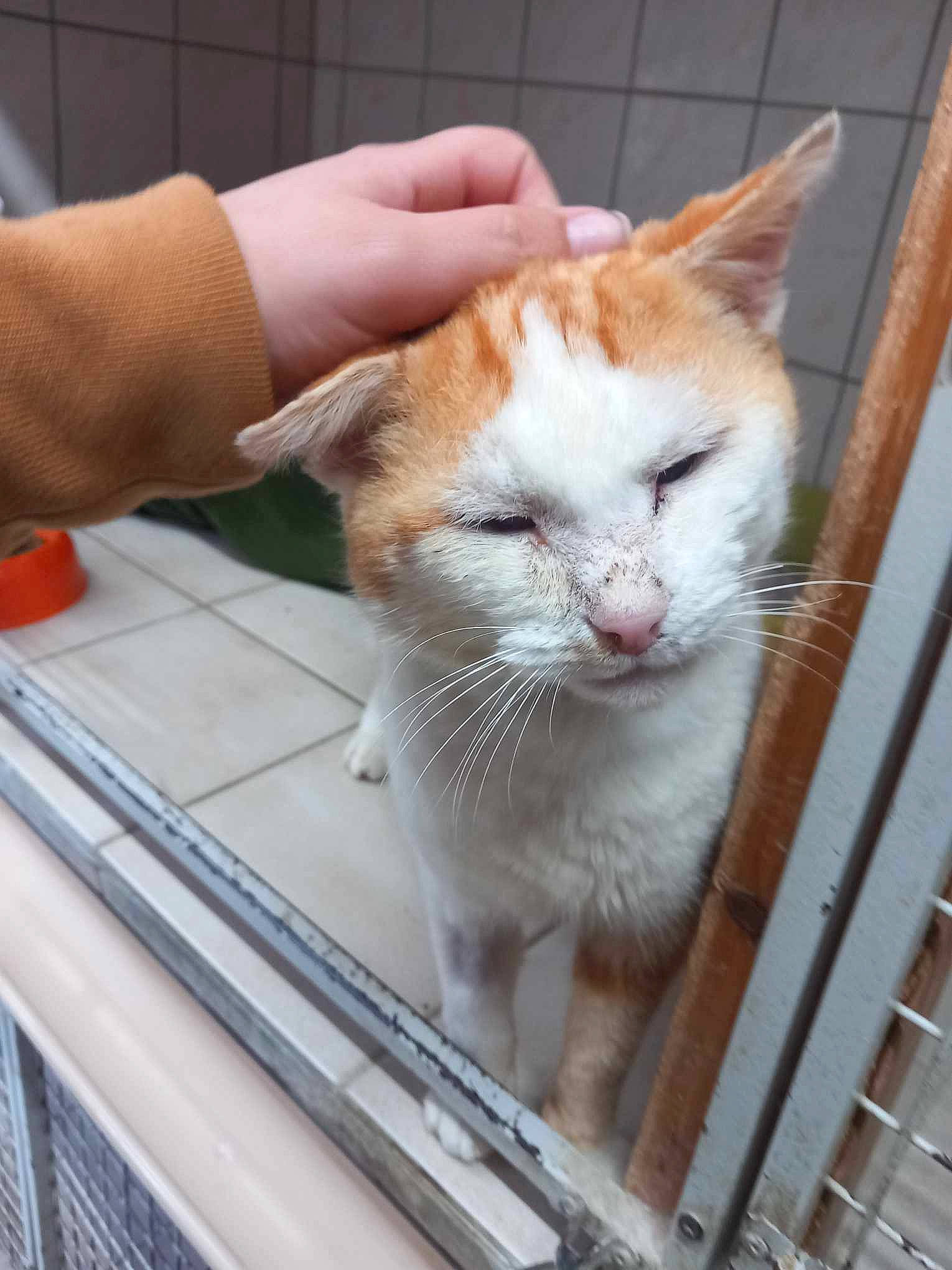 Aslan a rejoint le concours — aidez-le/la à gagner de superbes lots ! animal_shelter, carnivore, cat, cat_supply, claw, comfort, domestic_short_haired_cat, fawn, felidae, fur, nail, paw, pet_supply, small_to_medium_sized_cats, tail, terrestrial_animal, whiskers, window, windshield, wood