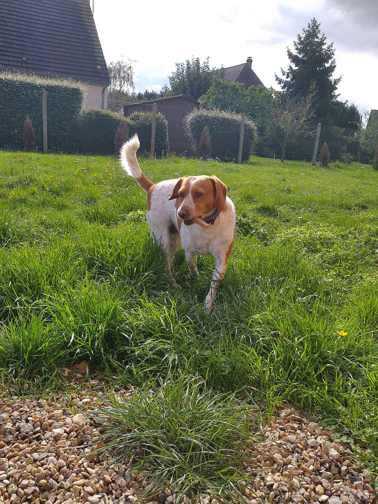 Minnie a rejoint le concours — aidez-le/la à gagner de superbes lots ! carnivore, cloud, companion_dog, dog, dog_breed, fawn, grass, grass_family, grassland, groundcover, gun_dog, house, landscape, meadow, pasture, plant, sky, tail, tree, window