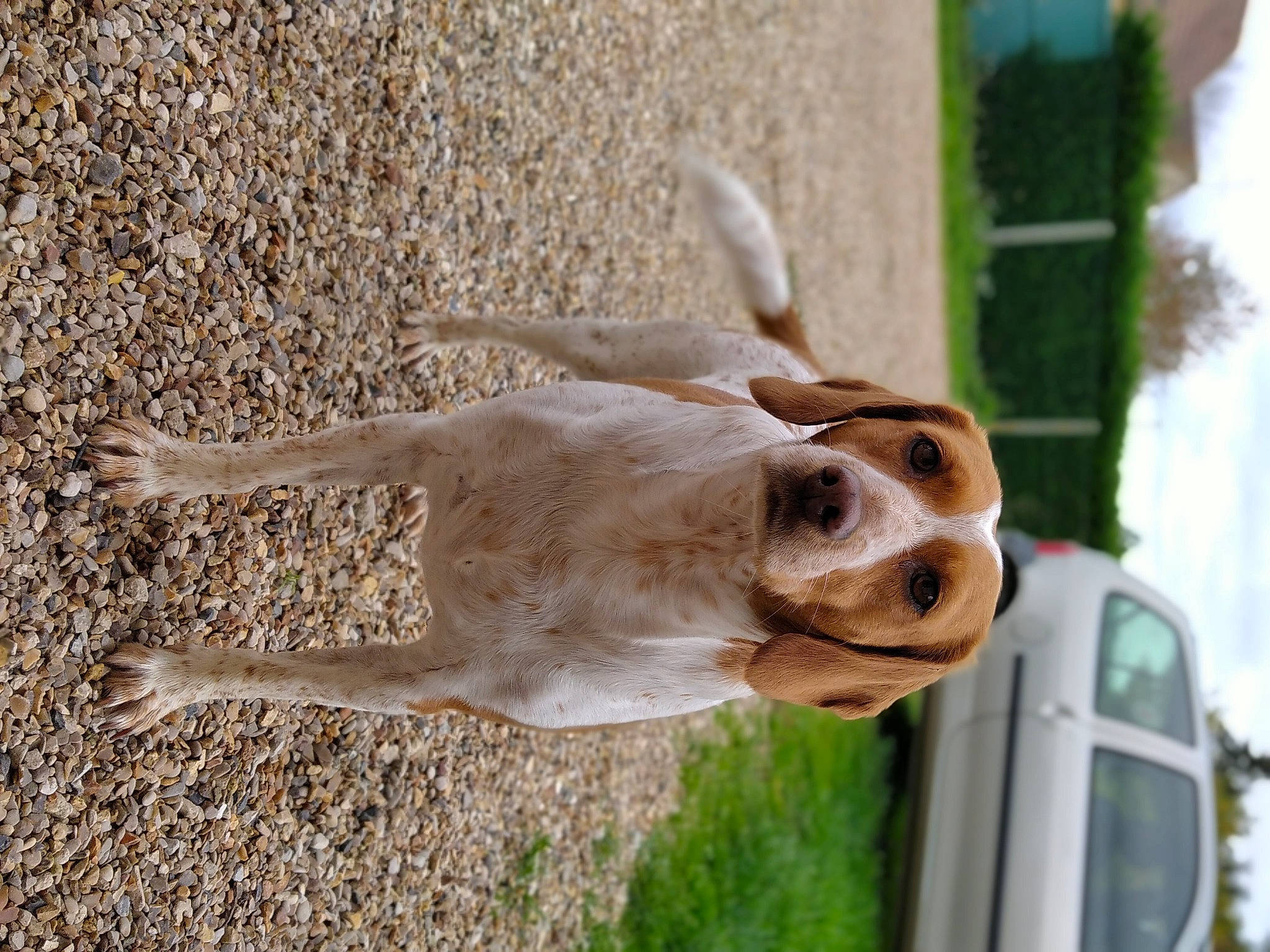 Minnie participe au concours pour gagner de l'argent avec cette photo : automotive_mirror, canidae, car, carnivore, collar, companion_dog, dog, dog_breed, dog_collar, fawn, gun_dog, rear_view_mirror, retriever, sporting_group, tail, vehicle, vehicle_door, whiskers, wildlife, working_animal