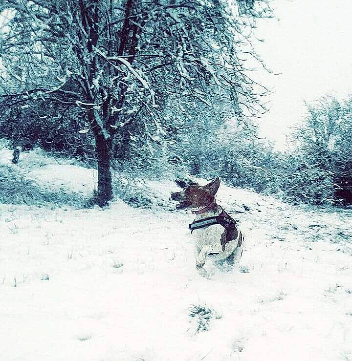 Minnie a rejoint le concours — aidez-le/la à gagner de superbes lots ! canidae, carnivore, dog, dog_breed, event, fawn, forest, freezing, fun, landscape, natural_landscape, plant, recreation, sky, slope, snow, sporting_group, tree, twig, winter