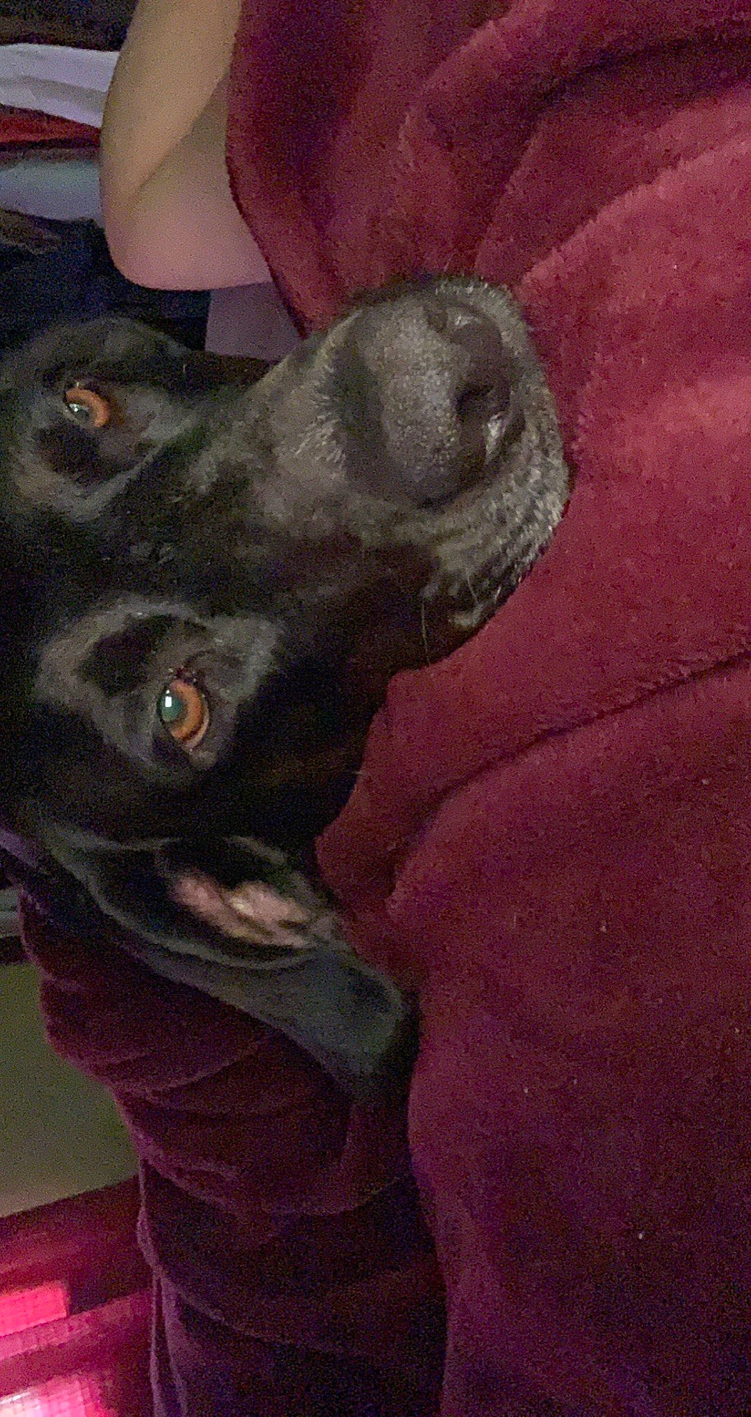 Opal joined the competition — help win amazing prizes! art, canidae, carnivore, companion_dog, dog, dog_breed, fawn, fur, grey, guard_dog, illustration, liver, magenta, painting, snout, sporting_group, terrestrial_animal, visual_arts, whiskers, working_animal